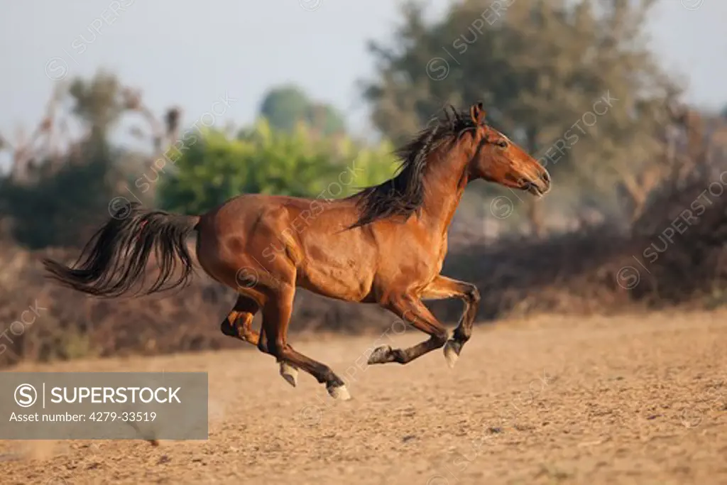 Marwari horse - galloping