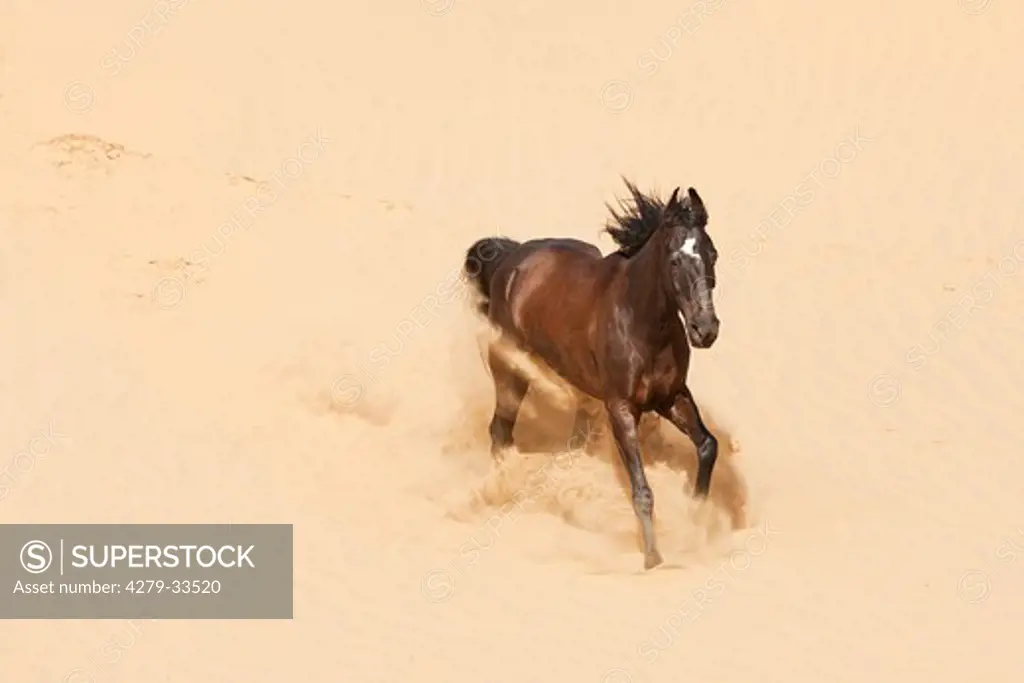 Marwari horse - galloping in sand