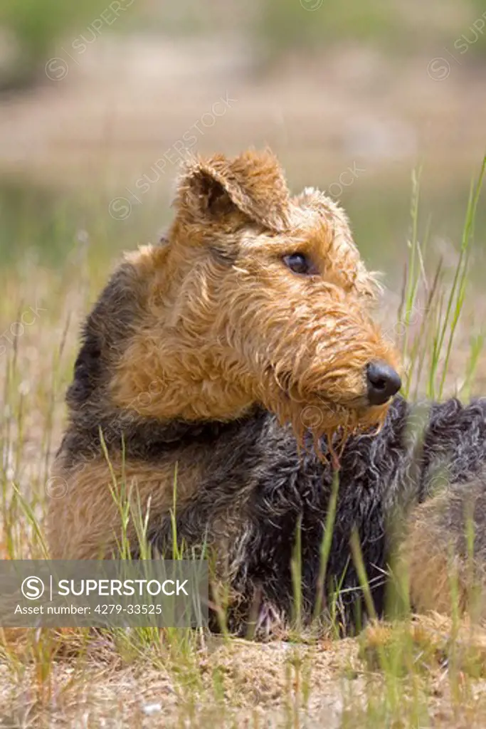Airedale Terrier dog - lying