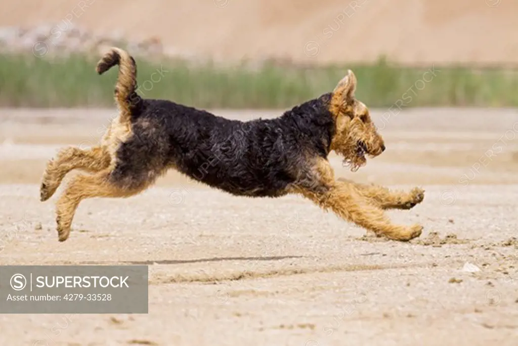 Airedale Terrier dog - running on a street