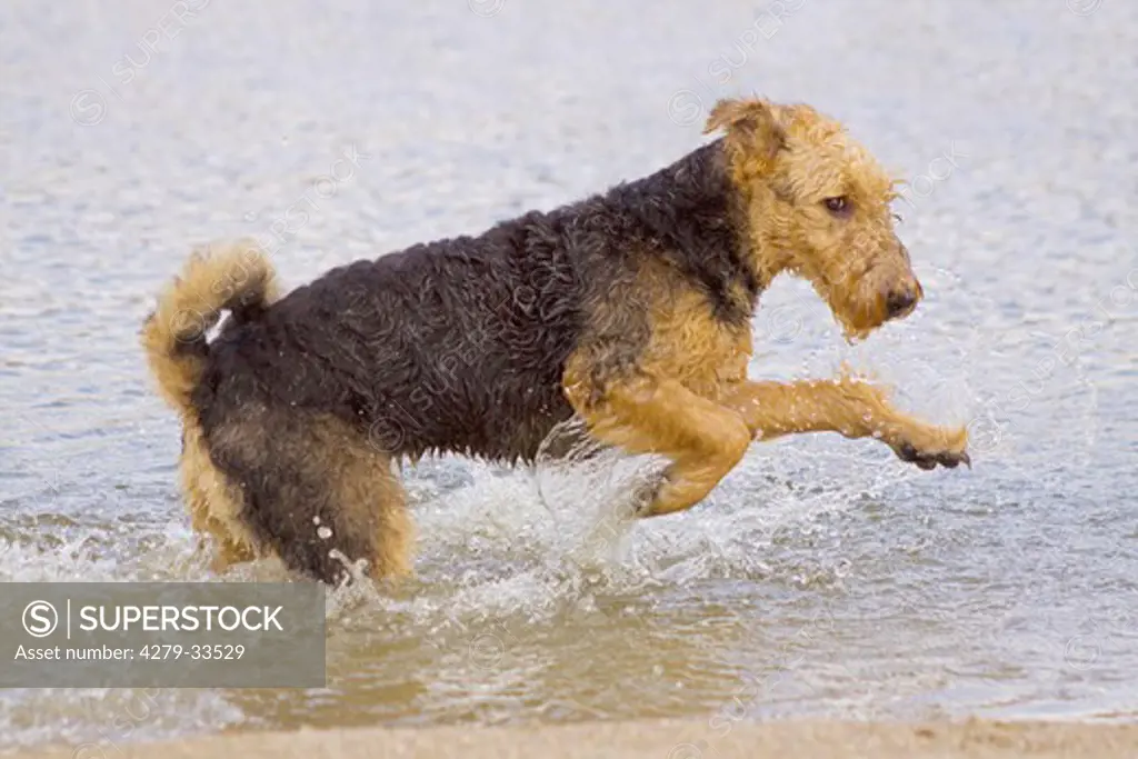Airedale Terrier dog - jumping in the water