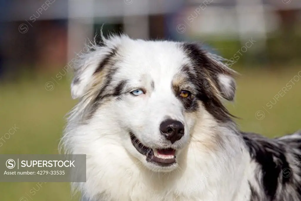 Australian Shepherd dog - portrait