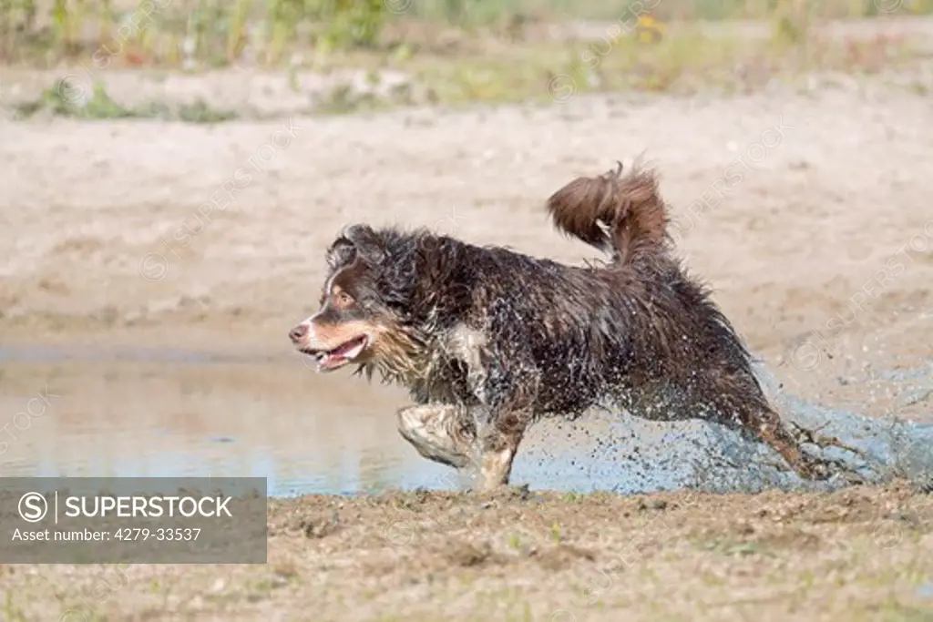 Australian Shepherd dog - running in the water