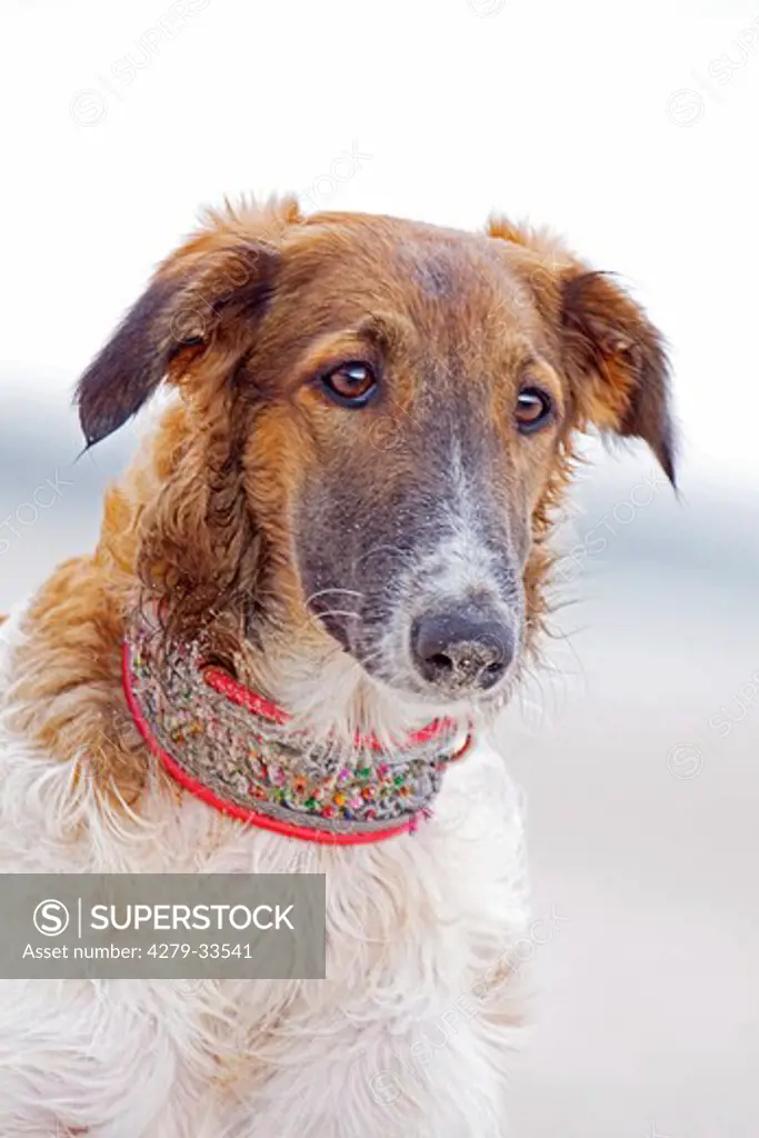 Barzoi dog - standing - portrait