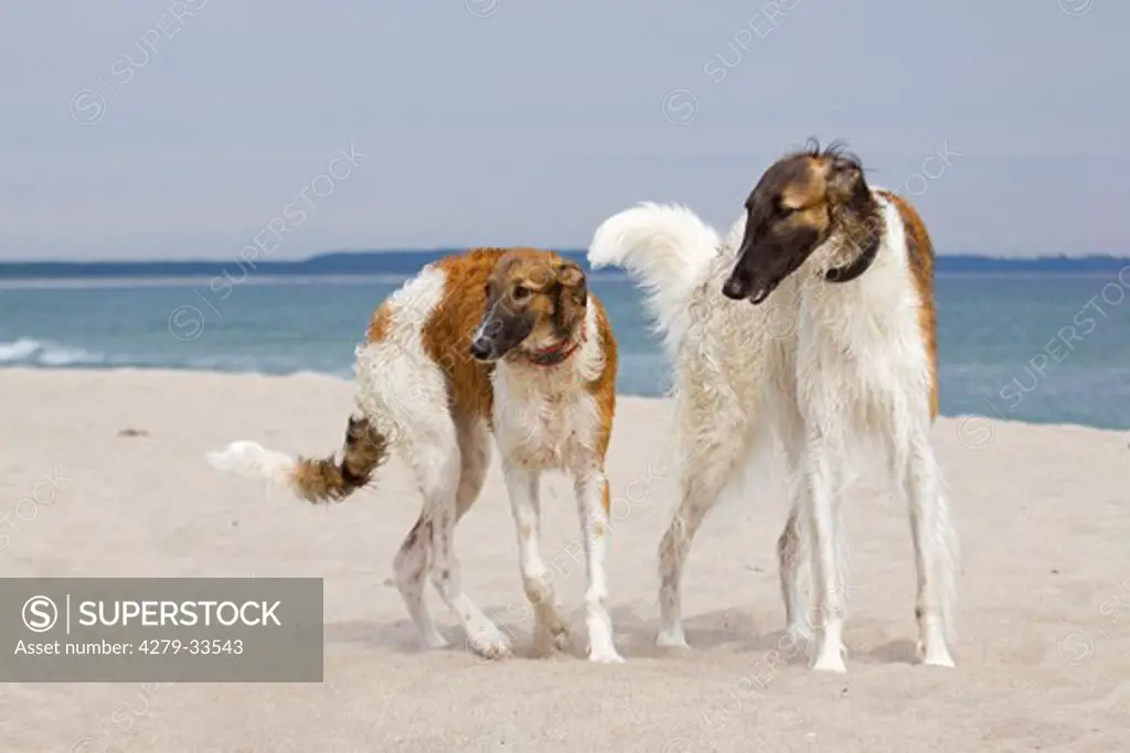 two Barzoi dogs - standing at the beach