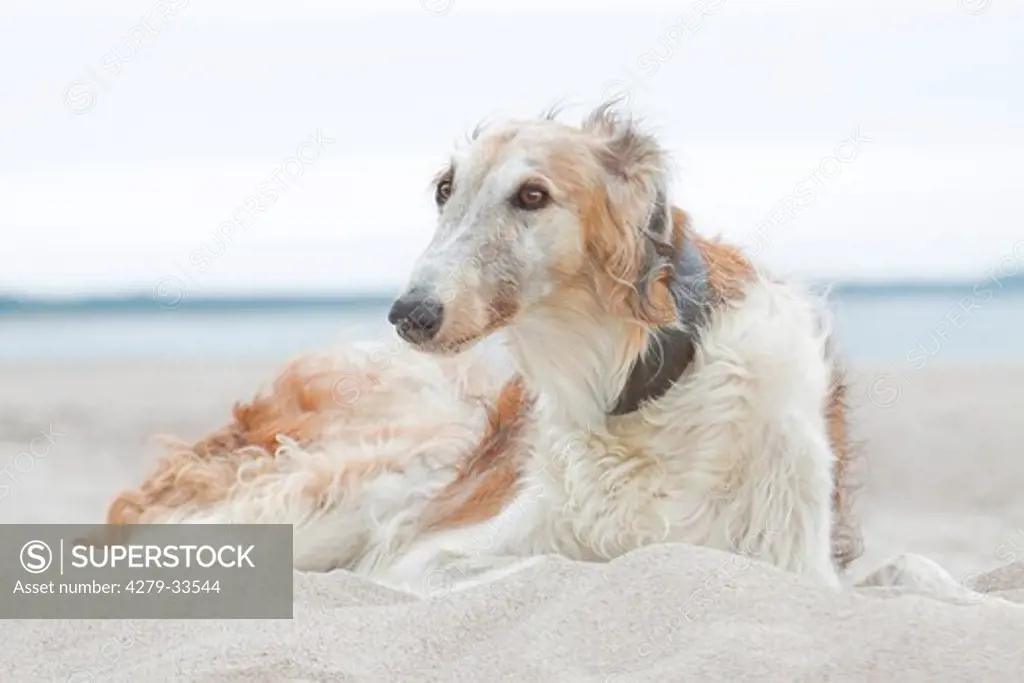 Barzoi dog - lying in the sand