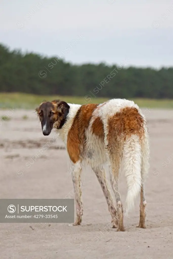 Barzoi dog - standing