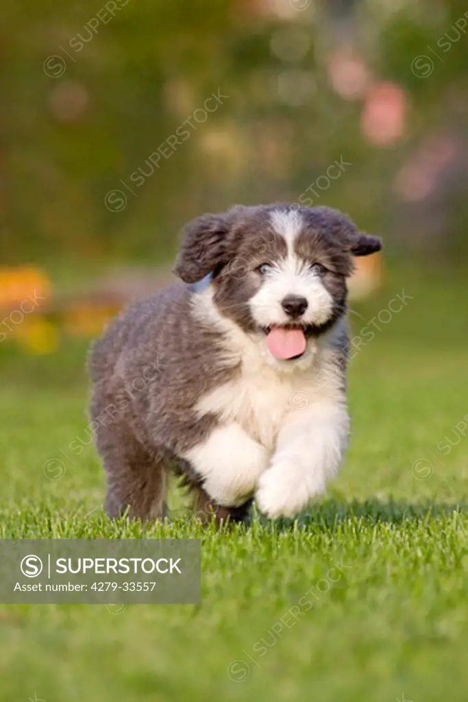 Bearded Collie dog - puppy running on a meadow