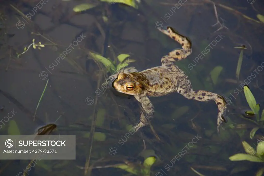 Common toad in the water, Bufo Bufo