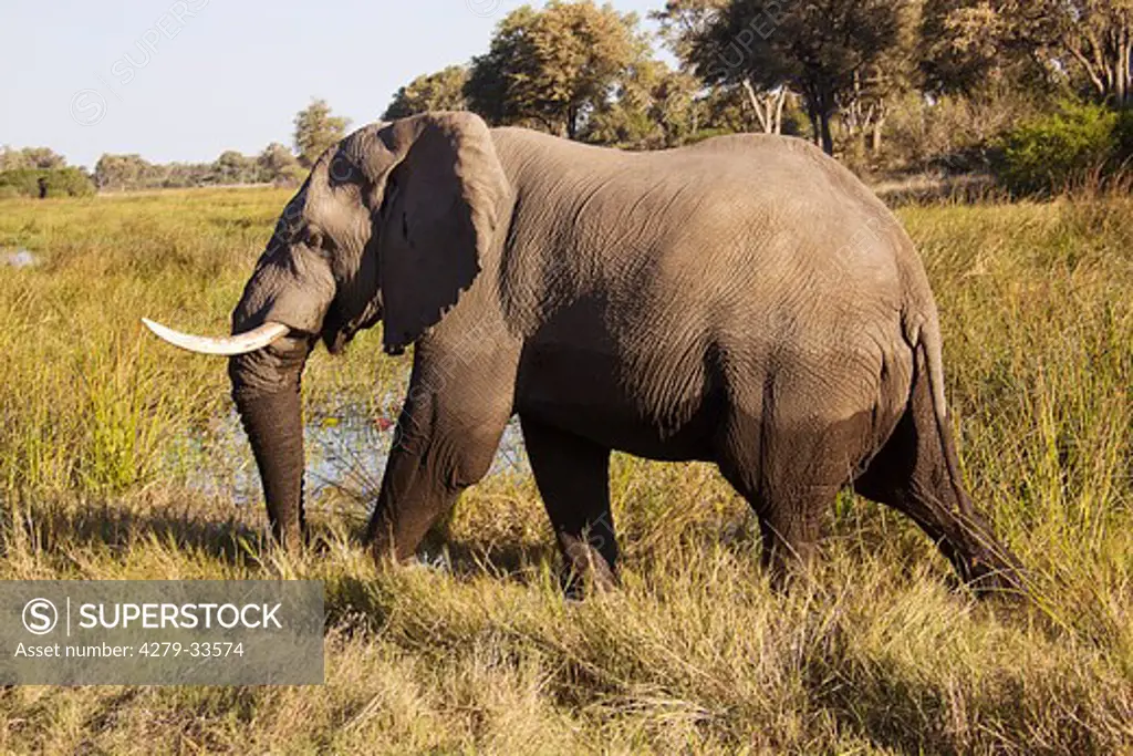 African elephant - walking, Loxodonta africana