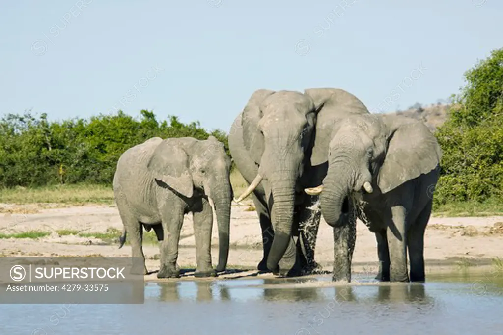 two African elephants with cub at a watering place, Loxodonta africana