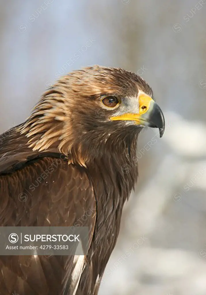Golden eagle - portrait, Aquila chrysaetos