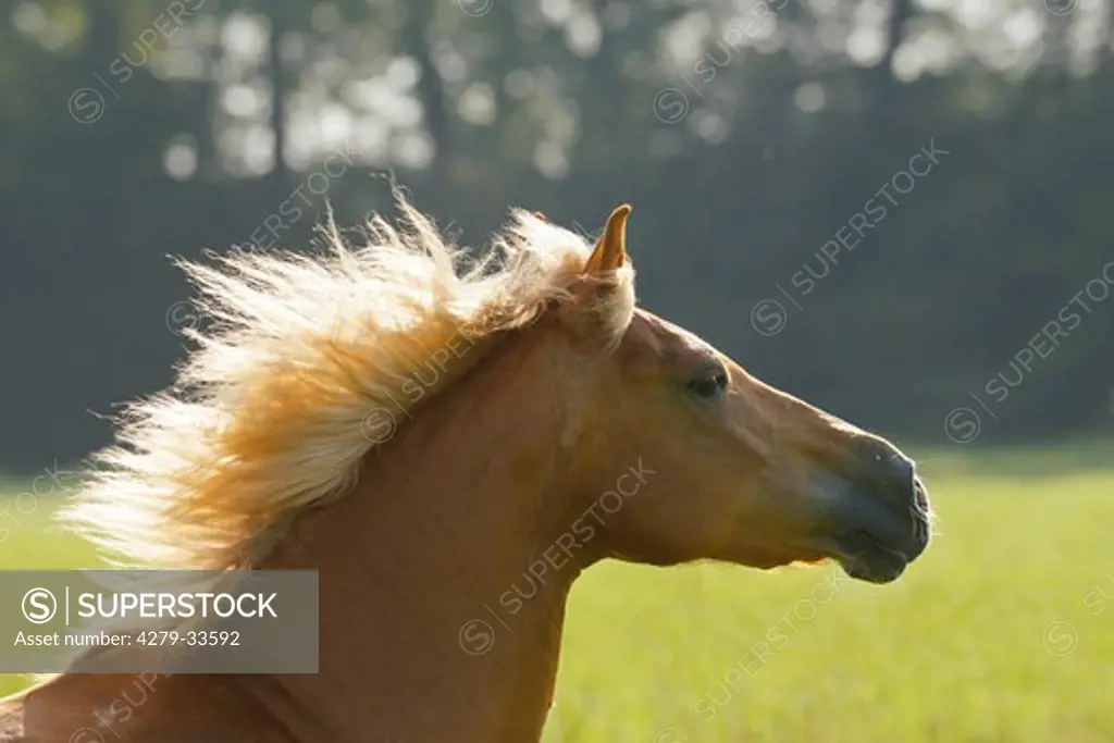 Haflinger horse - portrait