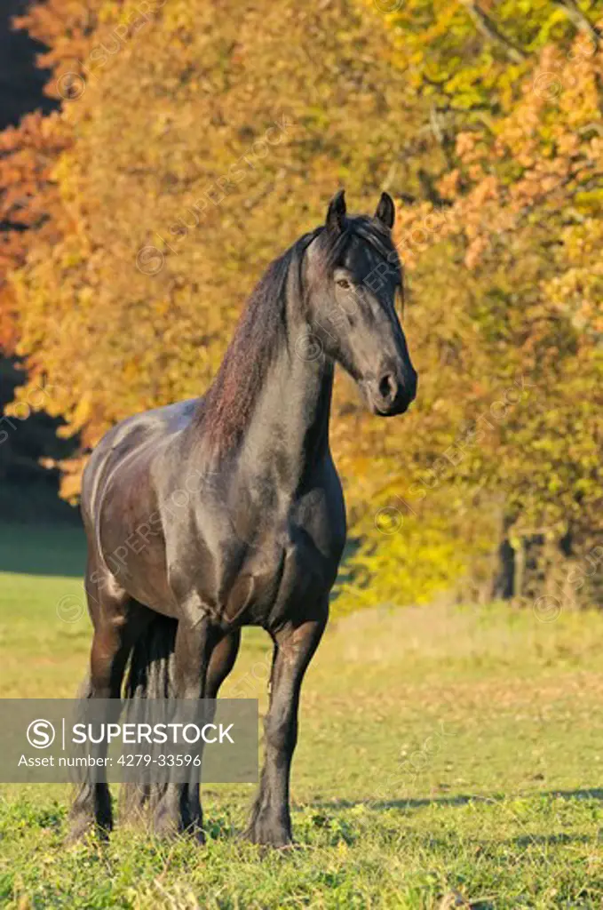 Friesian horse - standing on meadow