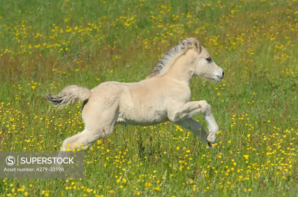 Norwegian Fjord horse - foal running on meadow