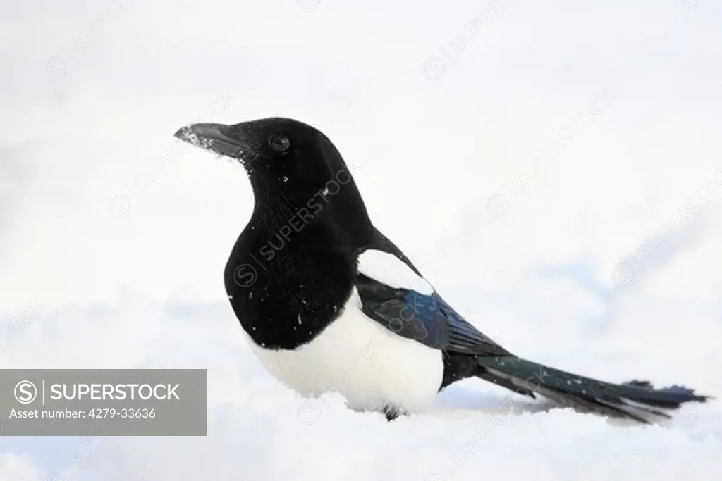 European Magpie - standing in snow, Pica pica
