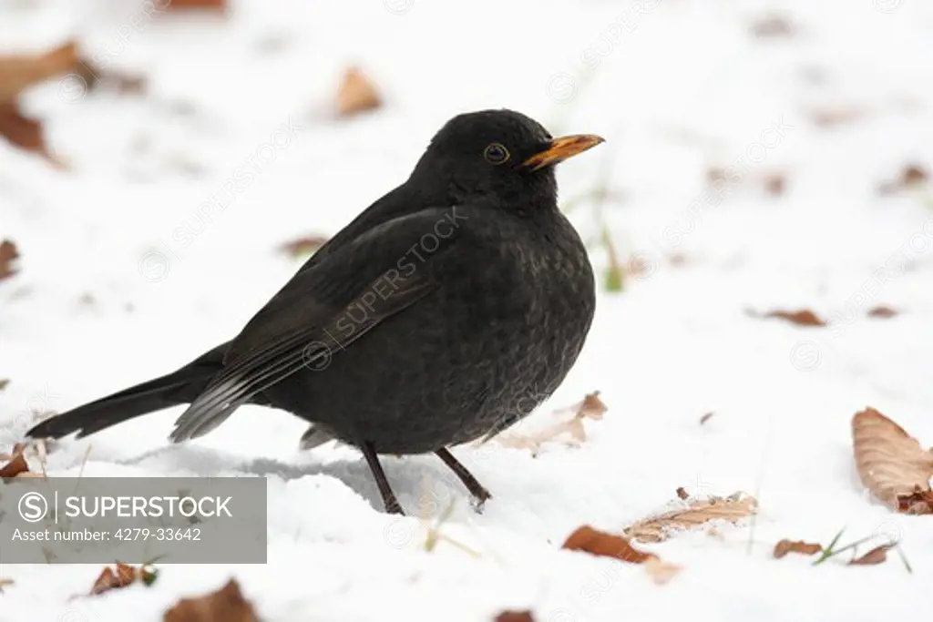 Common Blackbird - standing in snow