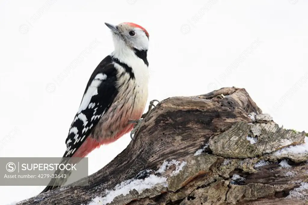 Middle Spotted Woodpecker, Dendrocopos medius