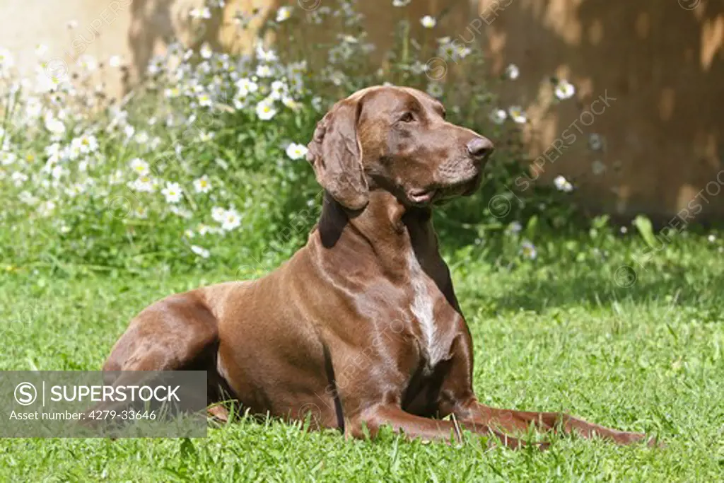 German Shorthaired Pointer dog - lying on meadow