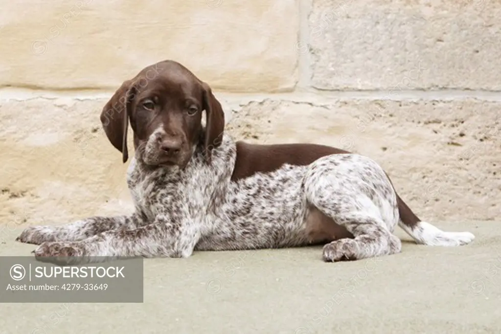 German Shorthaired Pointer dog - puppy - lying