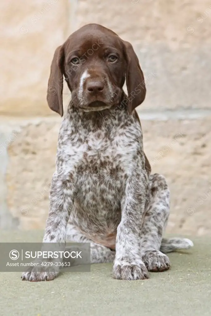 German Shorthaired Pointer dog - puppy - sitting