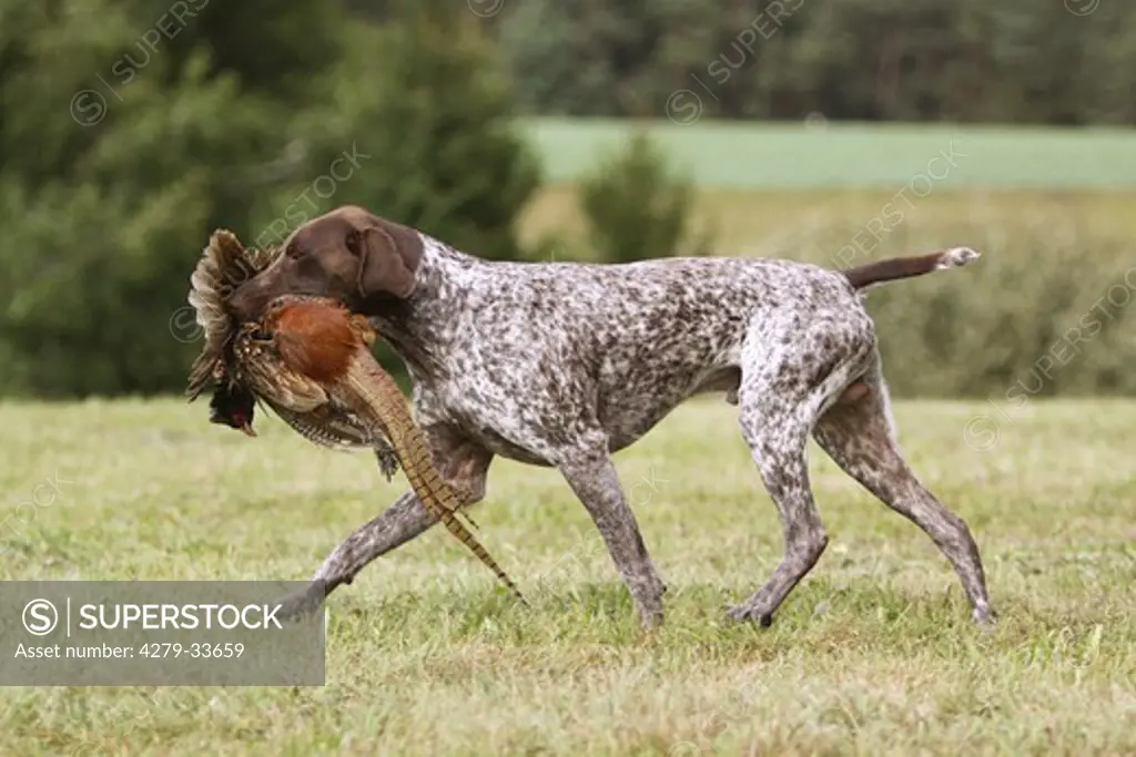 German Shorthaired Pointer dog retrieving pheasant