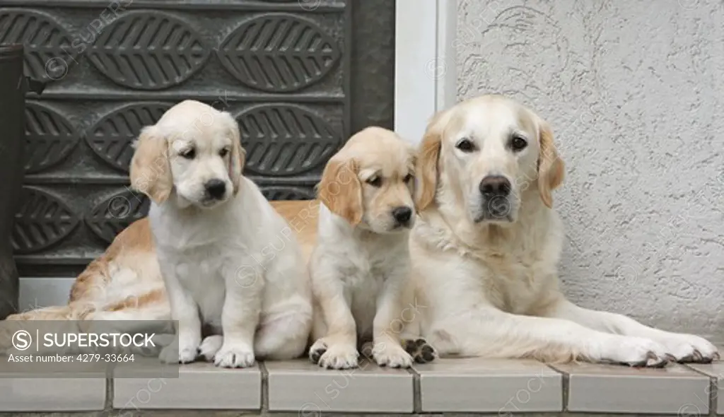Golden Retriever dog and two puppies