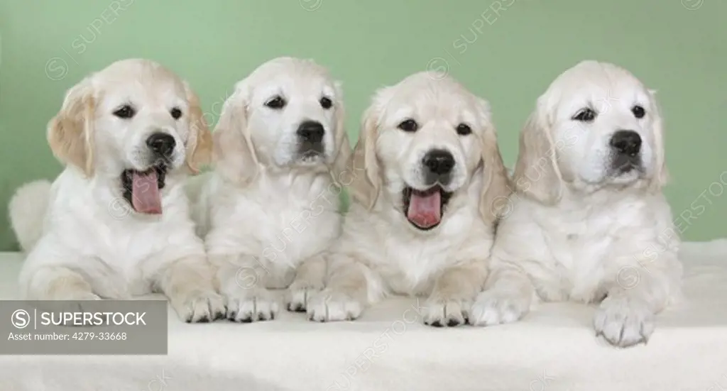 Golden Retriever dog - four puppies - lying