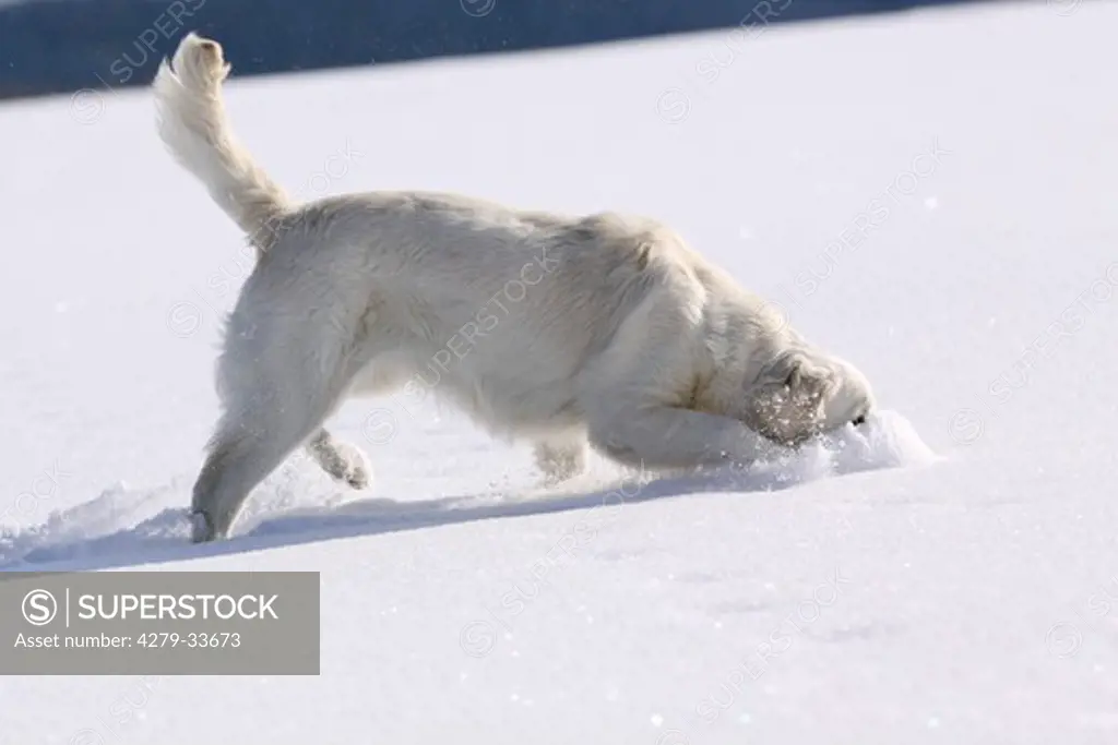 Golden Retriever dog - digging in snow