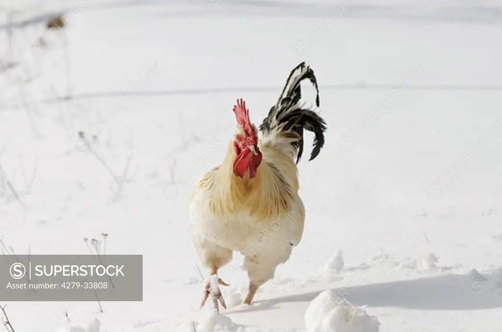 Chicken - cock walking in the snow, Gallus gallus