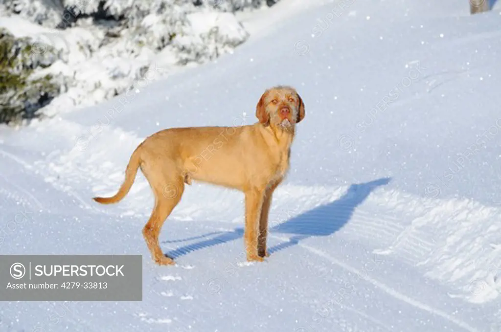 Magyar Vizlsa dog (wire-haired) - standing in the snow