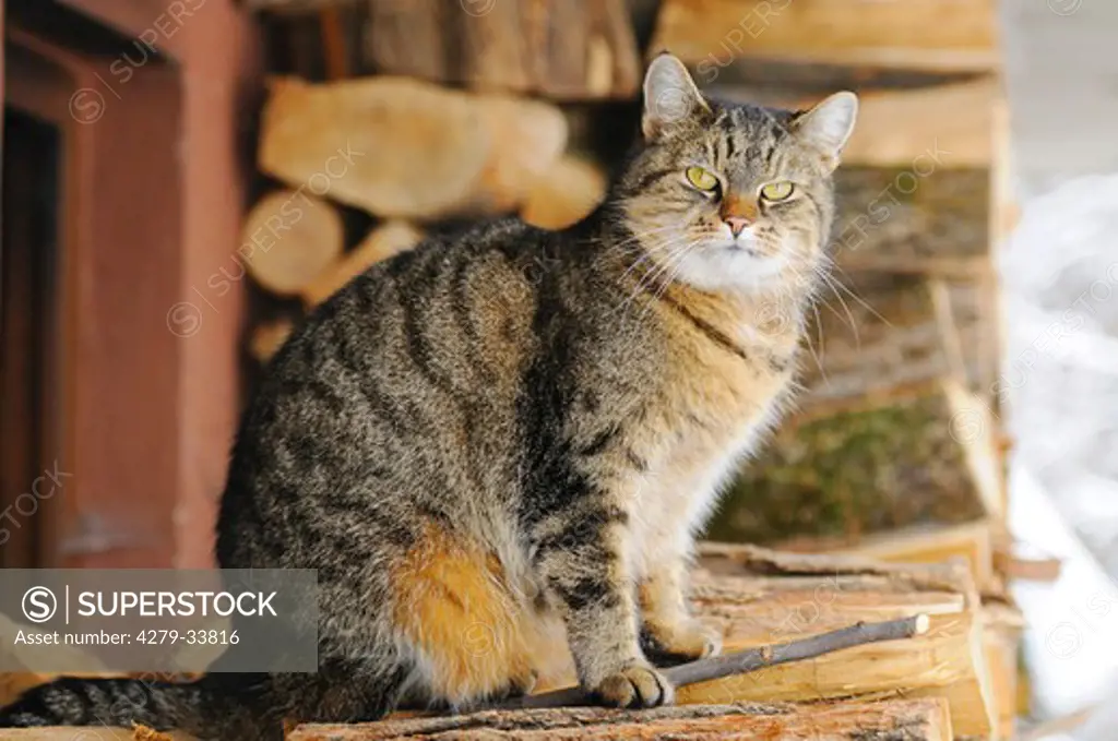 tabby domestic cat - sitting on a woodpile