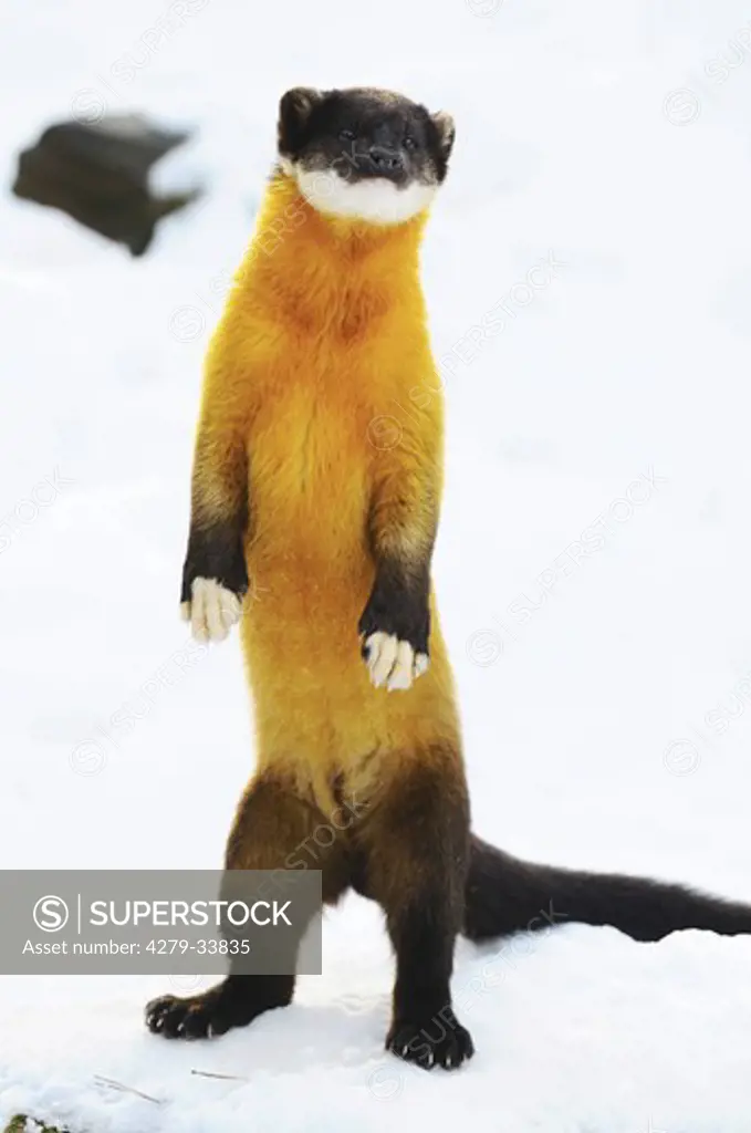 Yellow-throated Marten - standing in the snow, Martes flavigula