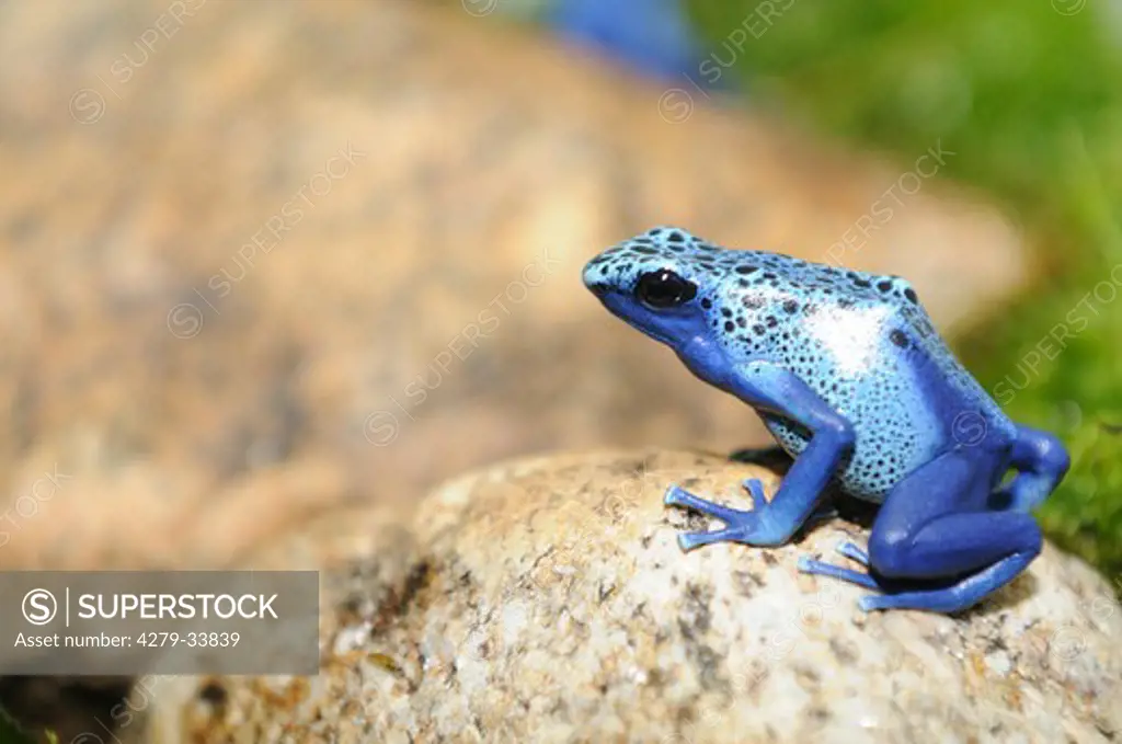 Blue Poison Dart Frog - sitting on a stone, Dendrobates tinctorius azureus