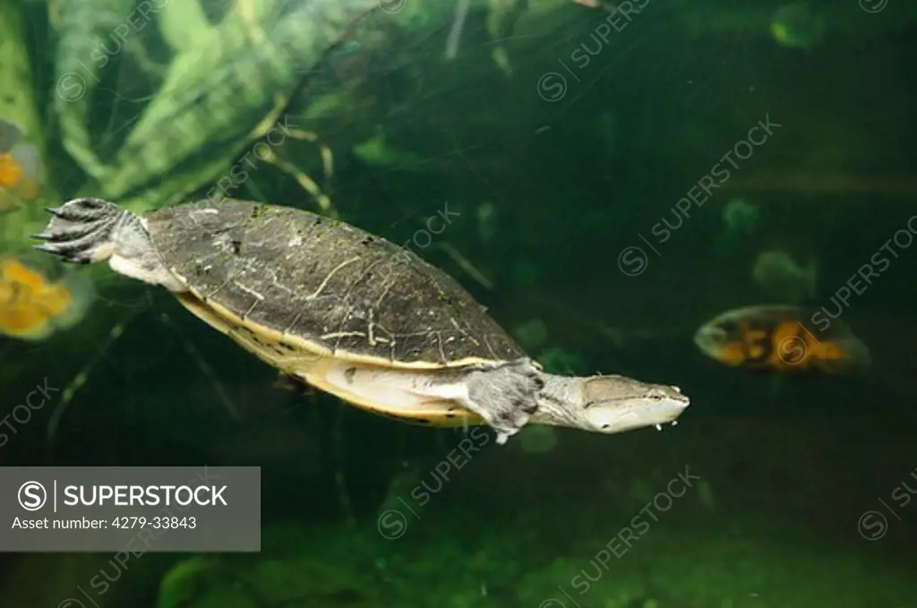 Hilaire's Side-necked Turtle - swimming, Phrynops hilarii