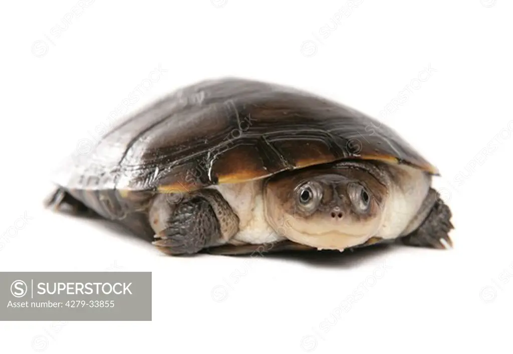 African helmeted turtle - cut out, Pelomedusa subrufa