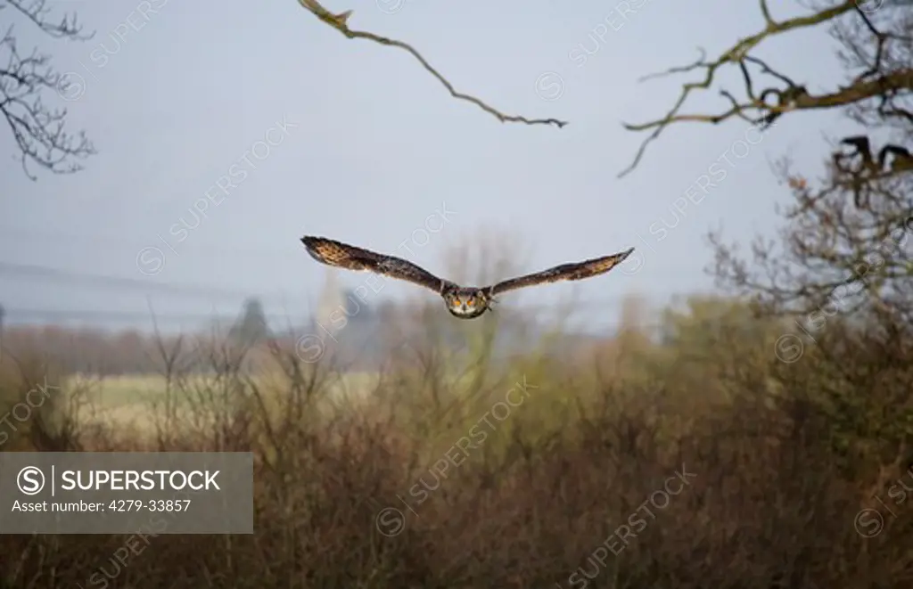 Uhu - fliegend, Eurasian Eagle owl - flying, Bubo bubo