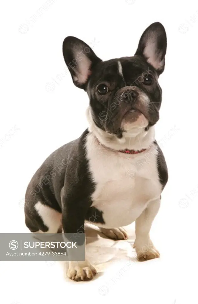 Boston Terrier dog - puppy sitting - cut out
