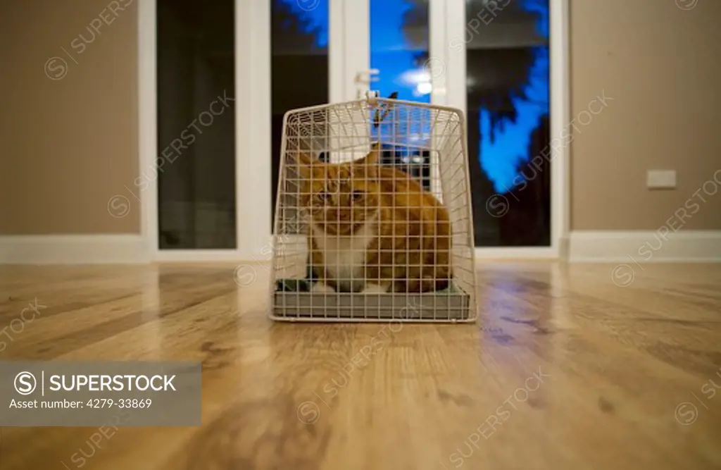 tabby cat in a transport cage