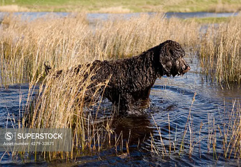 Labradoodle dog - wet puppy standing in the water