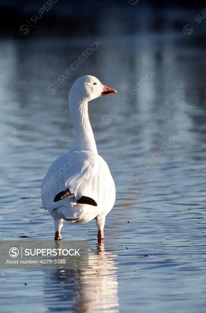 Snow goose standing in water, Anser caerulescens