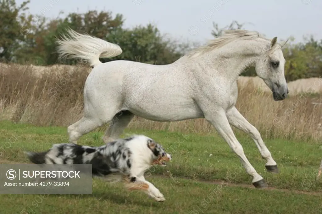 Arabian stallion horse and Australian Shepherd dog - running on a meadow