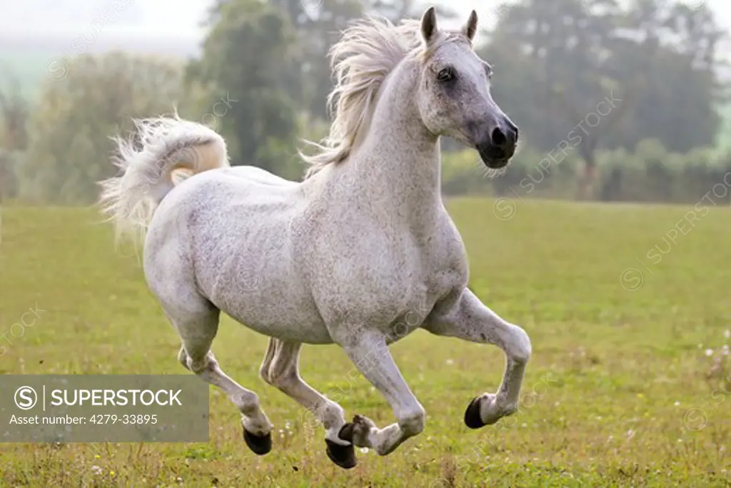 Arabian horse - stallion galloping