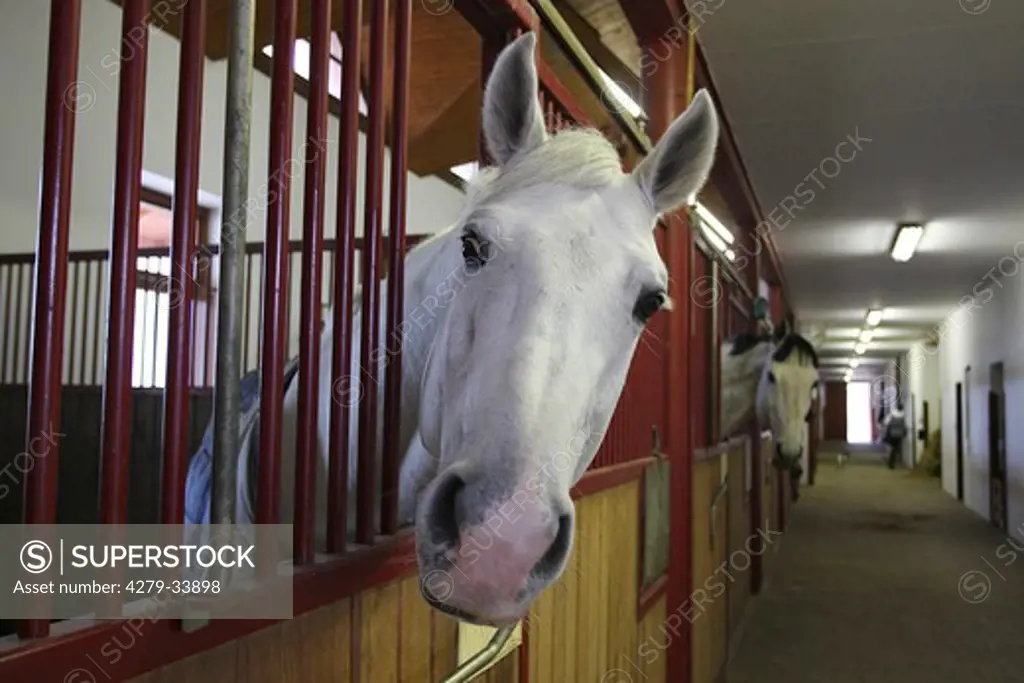 Warmblood horse in a stable - portrait