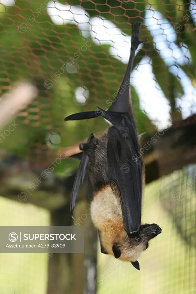 Seychelles fruit bat - hanging, Pteropus seychellensis