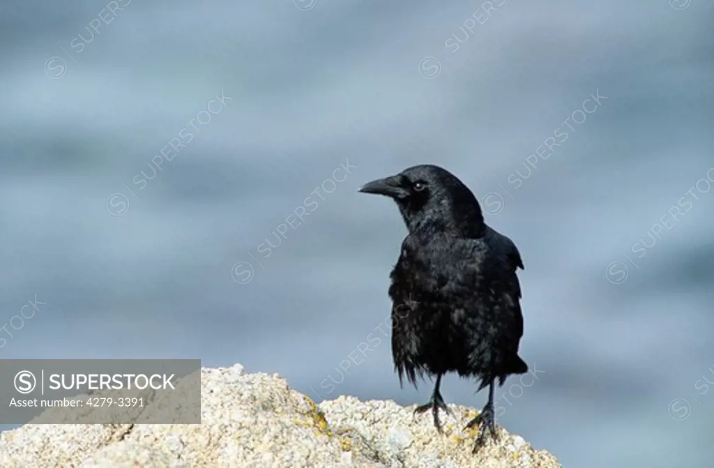 American crow on stone, Corvus brachyrhynchos