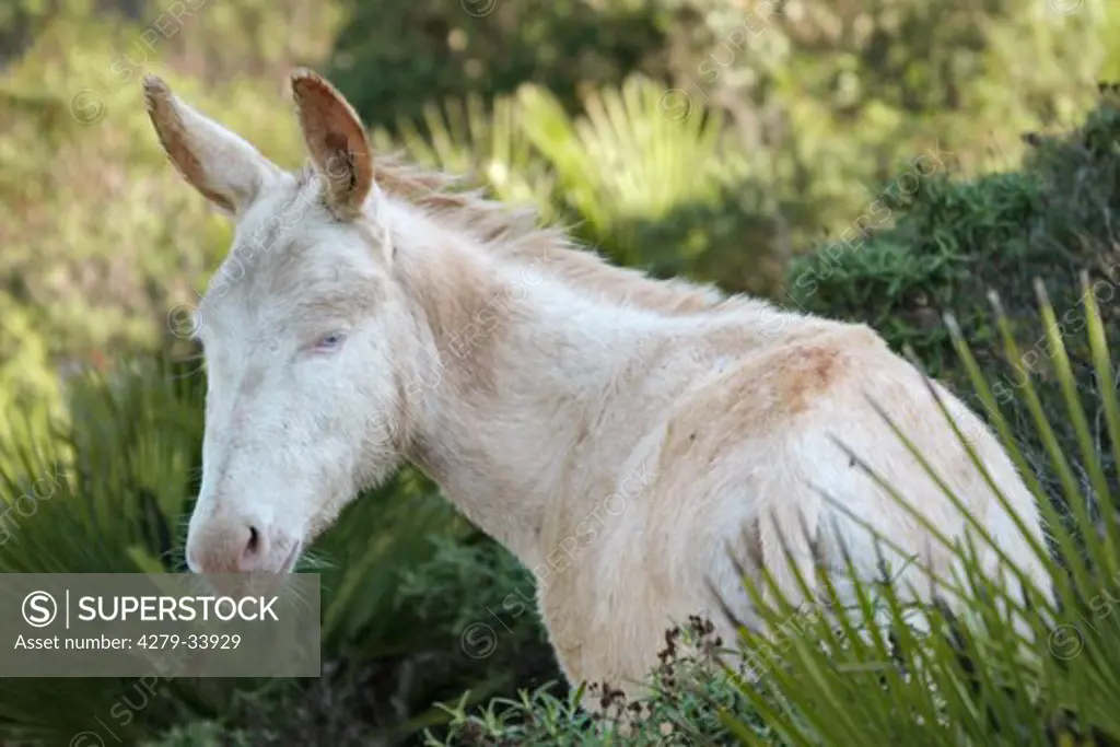 White donkey standing - turning itself