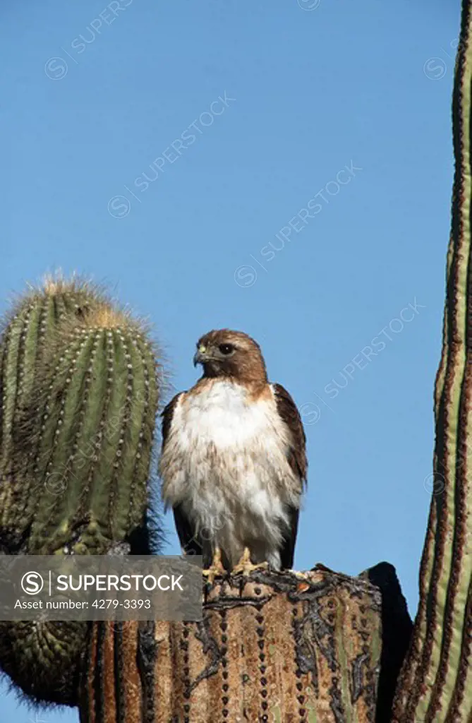buteo jamaicensis, red-tailed hawk