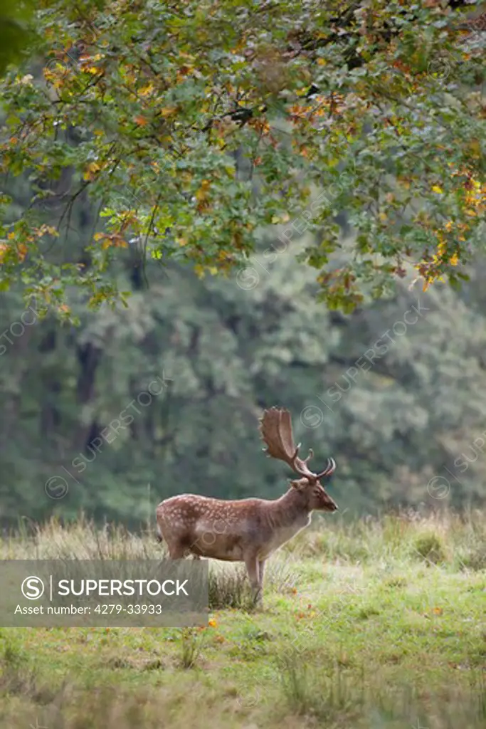 Fallow Deer - standing on a meadow, Dama dama