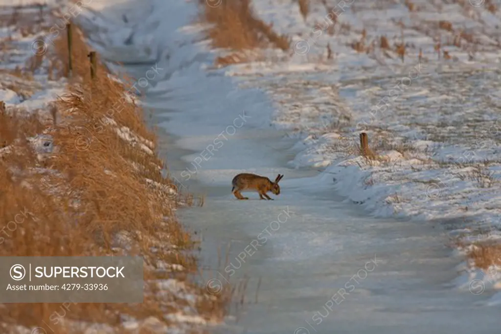 European hare - standing in the snow, Lepus europaeus